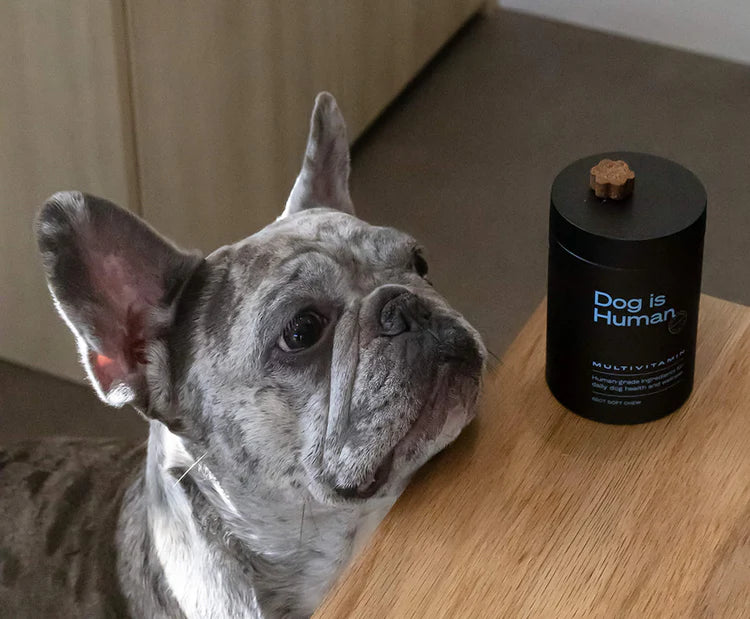 Dog beside supplement bottle