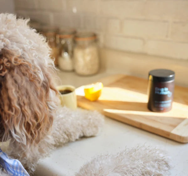 Dog on counter with supplement
